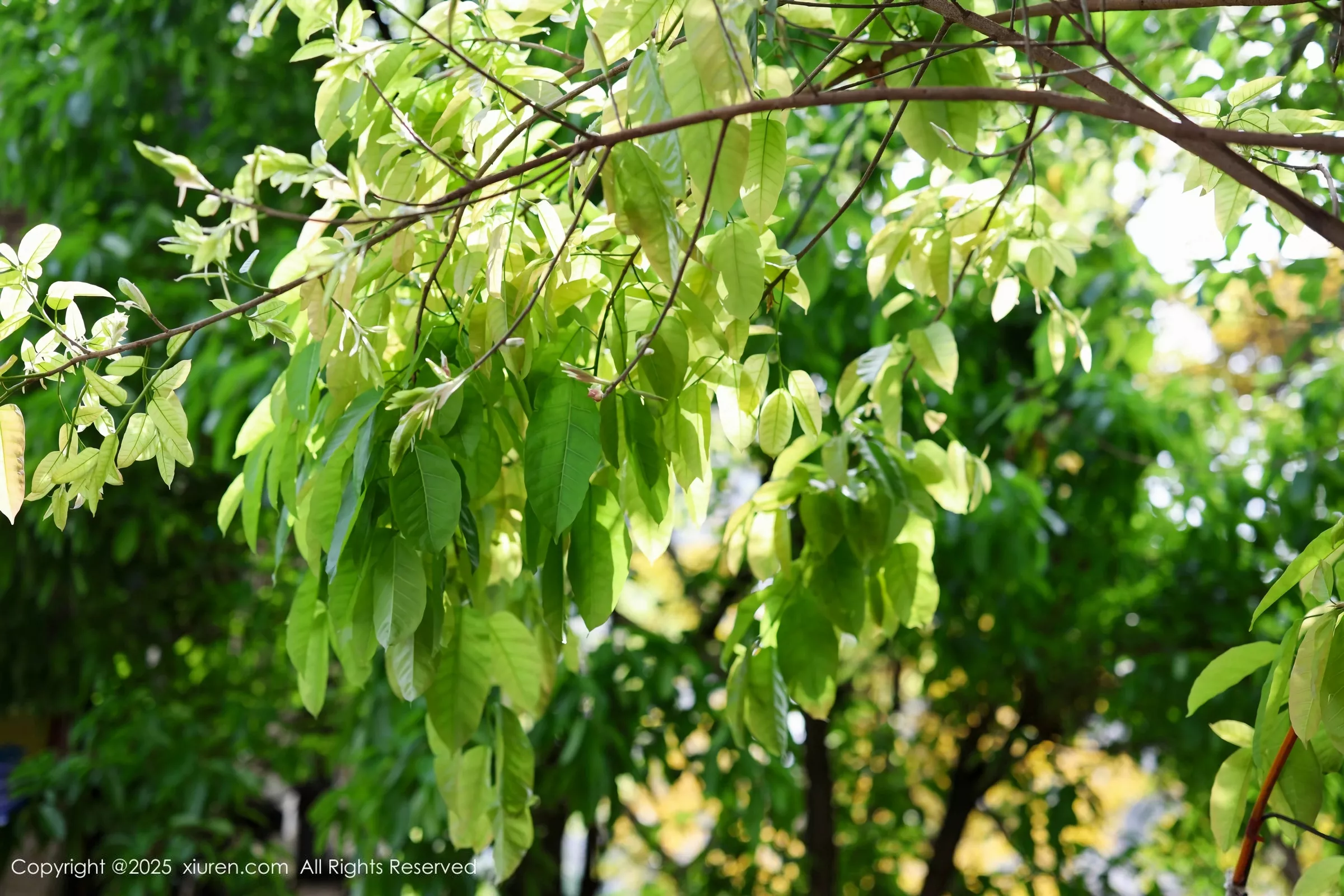 [XiuRen秀人网] 2025.05.08 No.10247 茂木希子 橙色T恤 [80P] NO.12