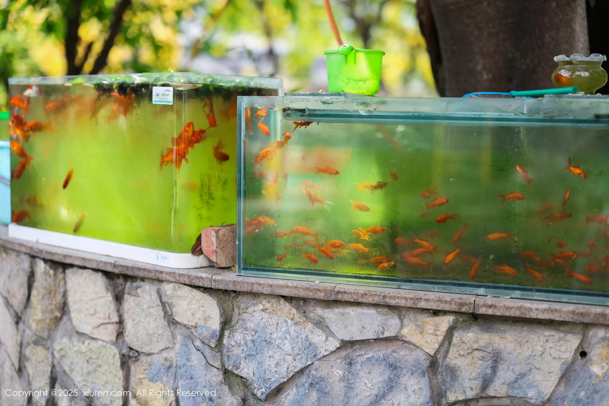 [XiuRen秀人网] 2025.05.08 No.10247 茂木希子 橙色T恤 [80P] NO.1